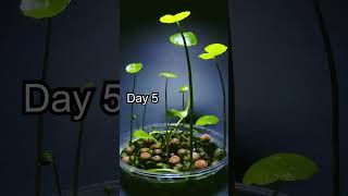 Aquatic Plant Timelapse  16 Days to Flower [upl. by Bilicki523]