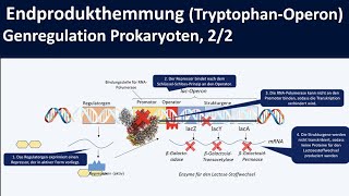 TryptophanOperon Endprodukthemmung am Beispiel trpOperon  Genregulation Prokaryoten 22 [upl. by Aral]