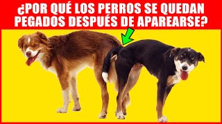 ¿Por Qué Los Perros Se Quedan Pegados Después De Aparearse  Proceso De Reproducción Explicado [upl. by Nilcaj]