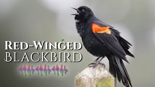 RedWinged Blackbird Call  Listen to Melodious Tunes [upl. by Arhat]