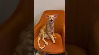 Keebler the Oriental Shorthair Sings his Songs [upl. by Yllod]