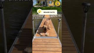 Briard Facts shorts briard dogfacts factsvideo [upl. by Marlyn]