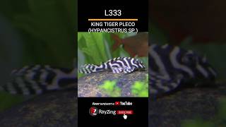 L333 King​ Tiger Pleco aquarium ปลาสวยงาม rayzingaquarium [upl. by Gayn]