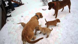 Fox Red Labrador puppies play with mom and dad [upl. by Kerekes]