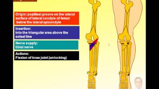 Magdy Said anatomy serieslower limbpopliteal fossapopliteal artery v1 [upl. by Alyakcm]