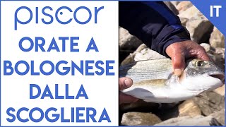 Come Pescare le Orate con la Bolognese dalla Scogliera [upl. by Huesman]