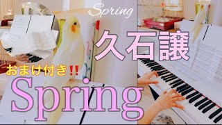 【久石譲】オカメインコ眺めながら久石譲さんの『Spring』弾いてみたら‼️ [upl. by Airec]