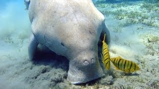 Dugong Searches for Food [upl. by Aniuqal525]