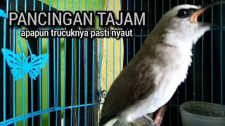 SUARA trucukan gacor TARUNG ROPEL PANJANG pancingan trucukan agar bunyi JADIKAN trucuk gacor EMOSI [upl. by Ahsinrac]