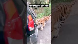 Pahadi Tiger N Gadi Ko Hila Diya  Road Bahut Khatarnaak  Baagh Dikha Aaj  Pahadi Hills [upl. by Etheline]