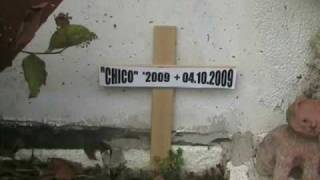 Mein Hamster isr TOD Chico ist Tod Beerdigung 0510 2009 Tierfriedhof Hamstergrab [upl. by Nodnelg657]