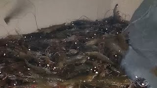 ASMR LIVE SHRIMP HARVEST WITH BANGLADESH saudiarabia bangladesh shrimp [upl. by Buroker952]