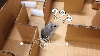 My Hamsters First Maze A DIY Project [upl. by Gilchrist633]