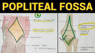 Overview of Lower Limb 7  The Back of Thigh and Popliteal Fossa  Dr Ahmed Farid [upl. by Sanson]