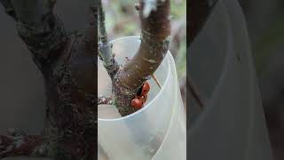 In the bleak mid winter a hibernating cluster of 7spot Ladybirds 🐞 [upl. by Irrol]