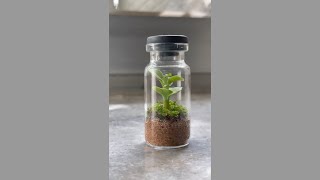 Making min simple terrarium for beginners [upl. by Elledoj204]