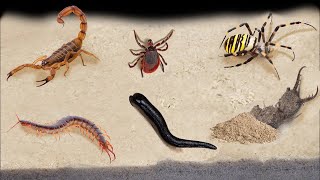 TOP 10 FEEDINGS INSECTS  BEST MOMENTS SPIDER SCORPION TICK ANTS SCOLOPENDRA MANTISCOCKROACH [upl. by Oswell149]