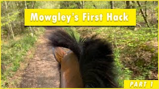 PREPARING YOUR OTTB FOR A SAFE HACK  PART 1  Thoroughbred Horses OTTB Series [upl. by Osnola]