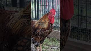 Gold laced Wyandotte Rooster chickens chicken rooster backyardchickens [upl. by Jenne905]