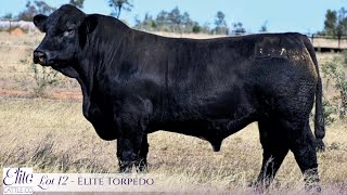 Lot 12 Elite Torpedo PP [upl. by Minnaminnie953]