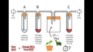 DSE Bio 如何證明需氧呼吸產生二氧化碳 How to prove respiration produces carbon dioxide [upl. by Brandyn]