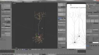 Creating Realistic Dendritic Structures with Blender [upl. by Kyte921]