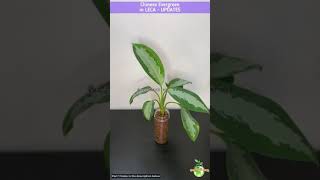 UPDATES  Grow Chinese Evergreen in Clay Pebbles [upl. by Medin]