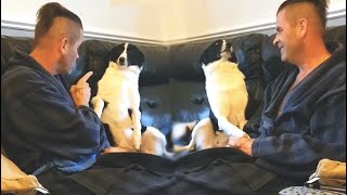 Dog Insists On Touching Owner Funny Dog Video [upl. by Vezza917]