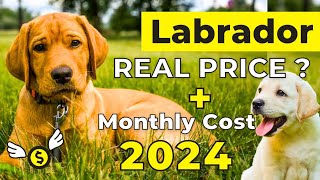 Labrador Dog Price in India 2024  Labrador Price and Monthly Expenses [upl. by Verne491]