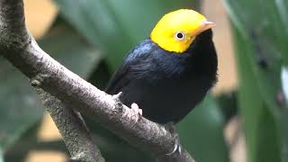 Goldenheaded Manakin [upl. by Aimar]