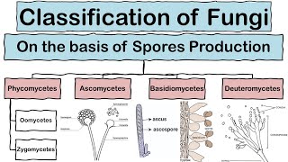 Classification of Fungi based on Spore Formation in Hindi [upl. by Wrdna]