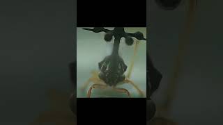 Brazilian Treehopper x Mahoragashorts edit mahoraga [upl. by Wadlinger]