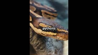 Ball Python Care Guide [upl. by Iknarf608]