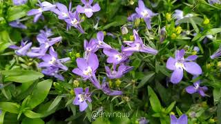 Lobelia Erinus  Edging Lobelia [upl. by Trahern970]