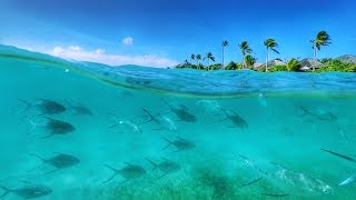 Hurawalhi Maldives Housereef Snorkeling September 2017 [upl. by Llezo518]