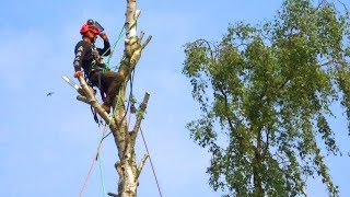 Klettermann klettert mit Motorsäge in Baum und zerstückelt ihn  Baumfällung [upl. by Hillinck]