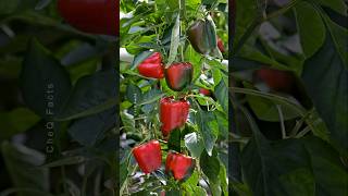 How to Grow Bell Pepper at Home from Seeds plants shorts farming [upl. by Aihceyt]