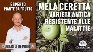 Mela ceretta varietà antica resistente alle malattie [upl. by Moina]