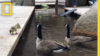 Nat Geo’s Geese Leave the Nest  National Geographic [upl. by Guarino]