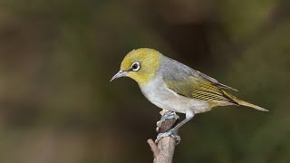 Zosterops silvereye [upl. by Maffa]