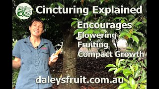 Cincturing Explained A technique to encourage flowering fruiting and to keep your trees compact [upl. by Kentigera]