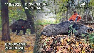 SUDECKA OSTOJA 1192023 Polowanie zbiorowe  driven hunt in Poland wildboar wildboars [upl. by Carlson65]