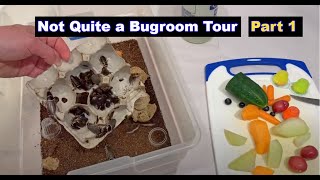 Not Quite A Bugroom Tour Part I petbugs petinsects entomology [upl. by Barnie718]