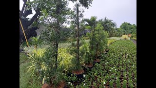 MAKI Podocarpus  Buddhist Pine Plants Propagation Process [upl. by Anihpesoj]