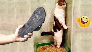 Videos De Risa de Animales 2023  Los Mejores Videos de Gatos Graciosos 6  Cмешные Bидео Kоты [upl. by Maryjo402]