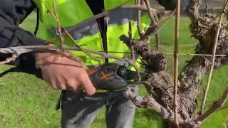 The basics of pruning a grapevine part 1 Introduction to pruning [upl. by Leuqram]