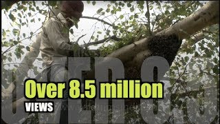 Smoke chases thousands of bees Traditional honey removal in India [upl. by Enitsyrhc]