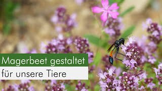 So gestaltet ihr Trockenmauer amp Magerbeet insektenfreundlich und klimafest [upl. by Kresic]