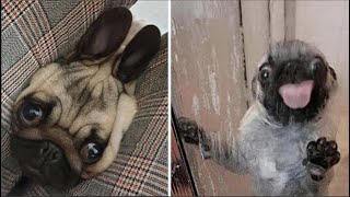 Made your day with these funny and cute Pug Puppy Videos Compilation [upl. by Mailliwnhoj413]