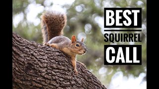 Best Squirrel Call In Action  Play This To Bring Them In Close [upl. by Barrus]